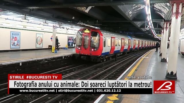 Fotografia Anului Cu Animale: Doi șoareci Luptători La Metrou!