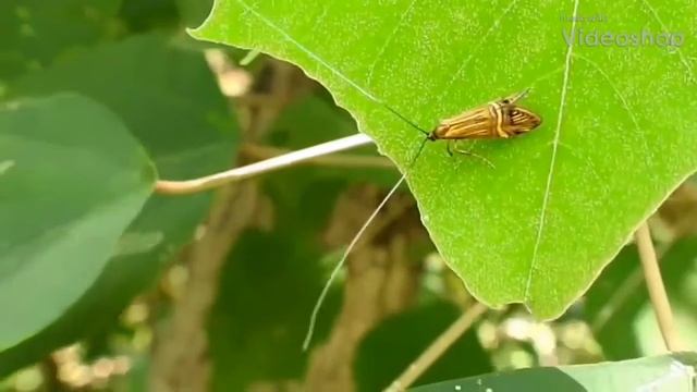 昆蟲- 肘帶長角蛾 Nemophora Uncella(1)
