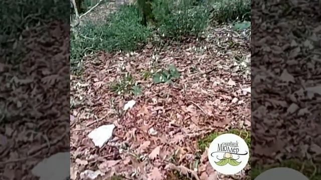 Сказка 12 месяцев наяву