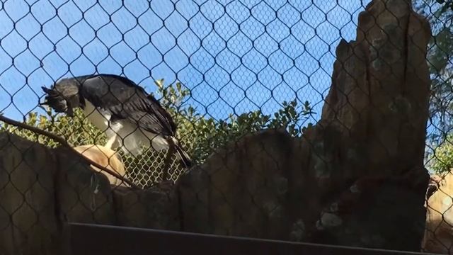 (2) Xavier - Male Harpy Eagle Stretch