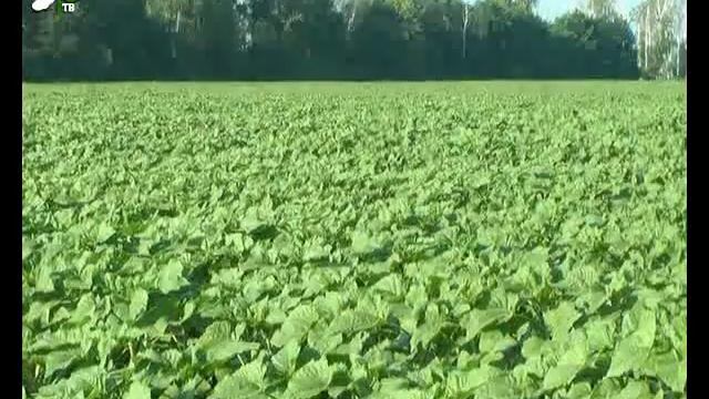 Смотр культуры полей