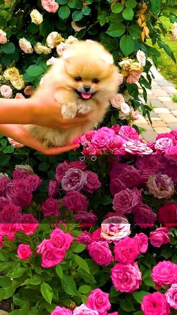 Поздравление с 8 марта