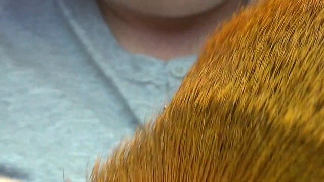 Fly Tying The Golden Olive Bumble