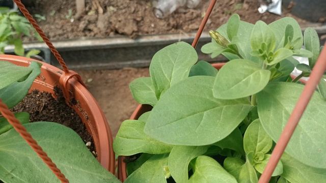 25 апреля 2025 года / Весна- красна/ Немое видео/Мой сад /Рассада/Хозяйство/