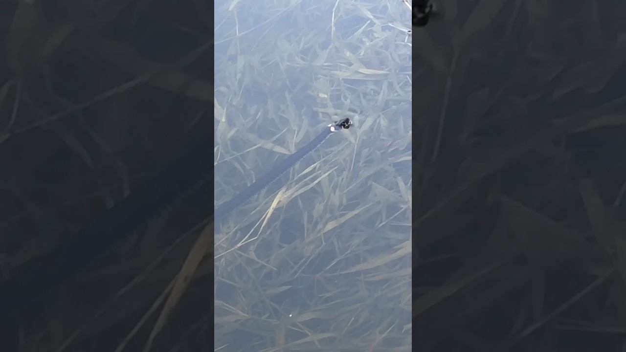 Так вот кого собаки ловят в воде. Змейки греются