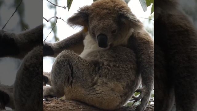 Koala Bum Tap