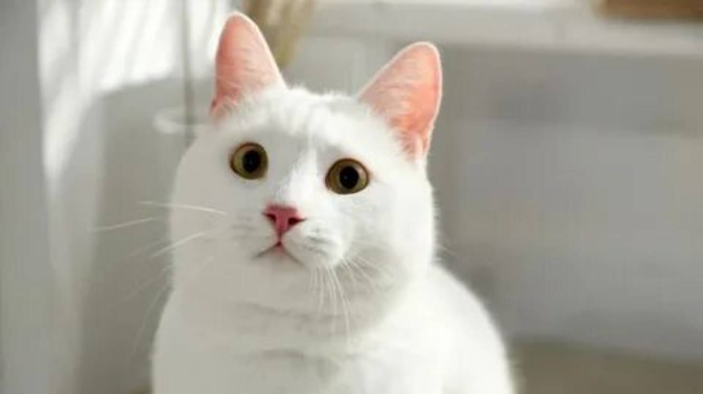 C272af375f3ca54d58ff205797a7f49f