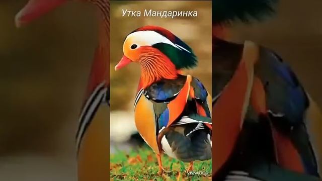 самые красивые птицы