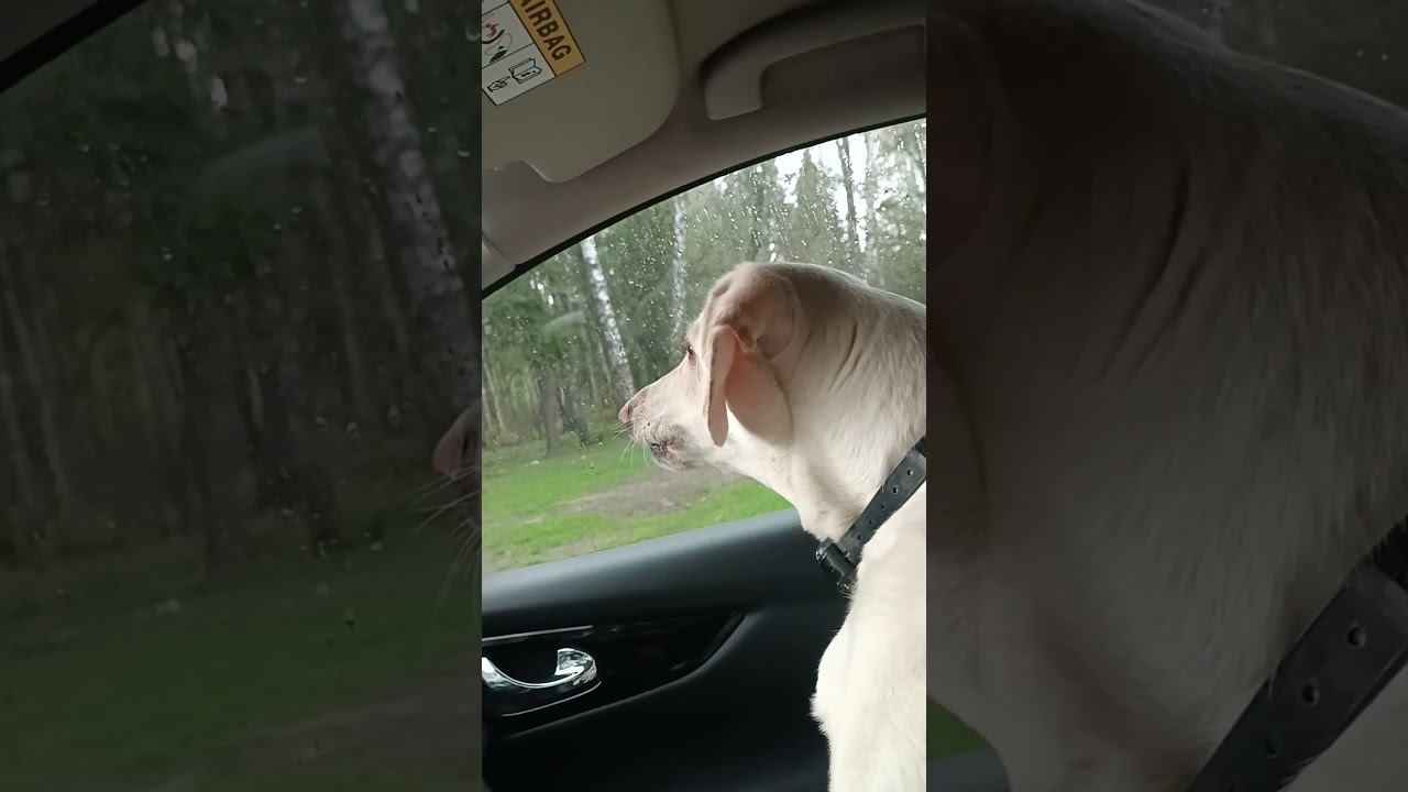 Что слышит собака, когда с ней разговаривают без отдачи команд