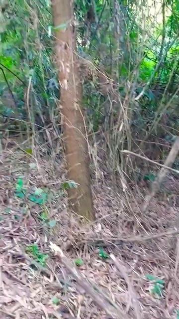 Howling In The Deep Forest🥶🥶🥶#shortvideo #shorts