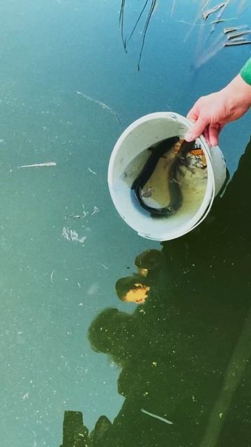 Трали-вали
Тили-тили
Есть не стали
Отпустили
Проводы финноугря в водные пучины