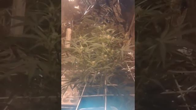 GTG SHIT AUTO SCROG