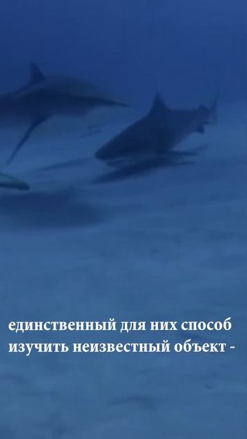 ПРАВДА ОБ АКУЛАХ О КОТОРОЙ НАМ НЕ РАССКАЗЫВАЮТ #shorts