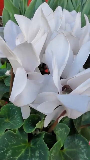 CYCLAMEN PLANTS #SMOOCHIEWOOCHIE