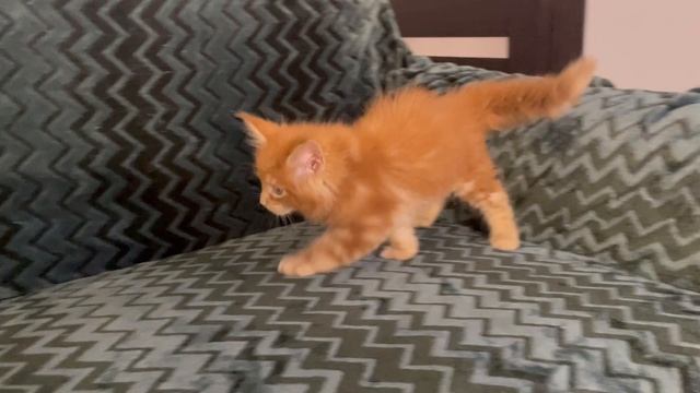 Quintessa Paw Winner 🐾