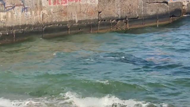 Баклан-водолаз