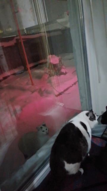 Пришла соседка в гости