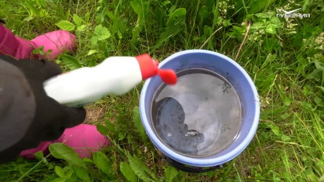 Как бороться с тлей. Удачные заметки
