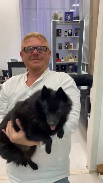 Чёрный шпиц #духинадомодедовской #рыжийпарфюмер