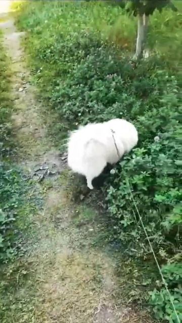 Лордик на прогулке 🙂🙃 #собака #шпиц