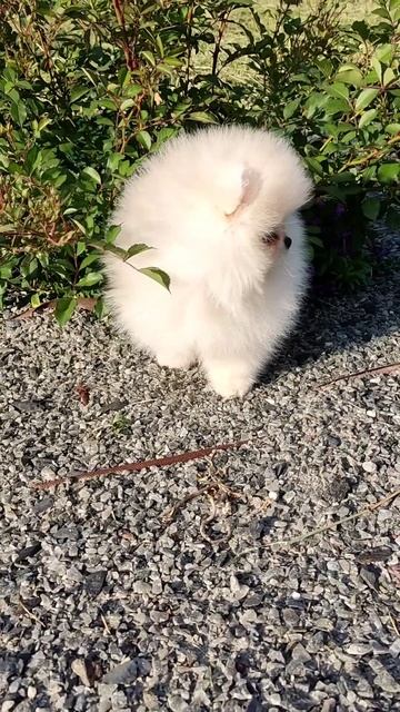 шпиц мальчик