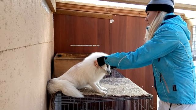 Тискаем лисичку.