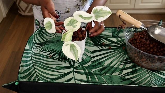 Move Delicate Watermelon Peperomia To Leca WITHOUT Killing It -The Leca Queen