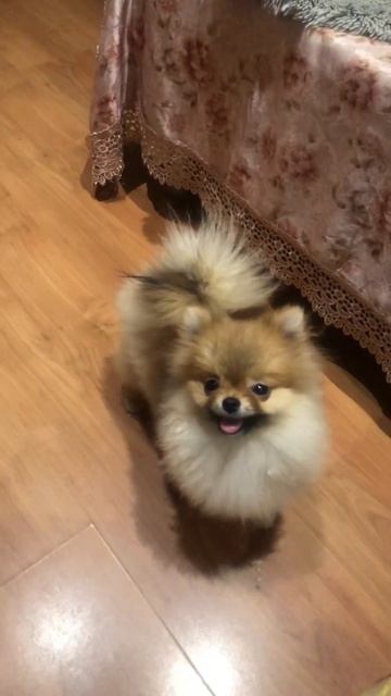 Доступна, девочка  померанского шпица 5,5 месяца, 1.1гр  #померанскийщпиц#щенкишпица