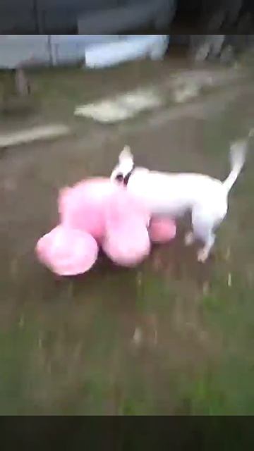 Этуаль бультерьер и огромный заяц