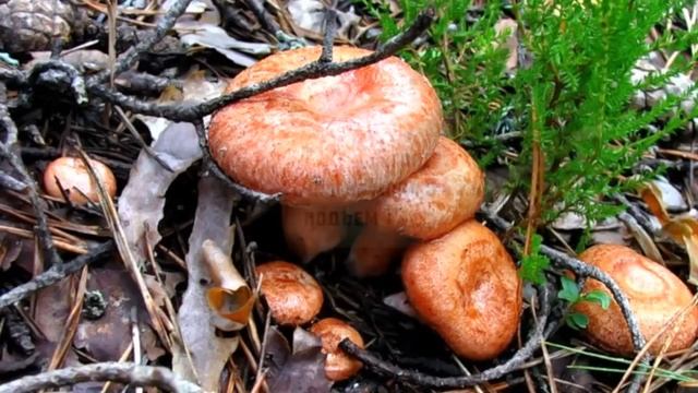 ПРОГУЛКА ПО 'ЦАРСКОЙ ТРОПЕ'