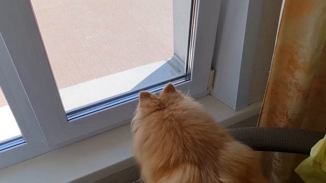 Шпиц увидел своих друзей на улице🤪