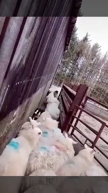 Ловкая собака #shorts #собака #dogs