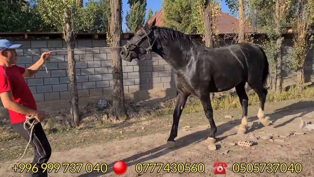 кобра САЯПКЕРДЕ