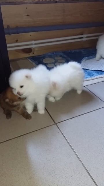 Белокремовые шпицы