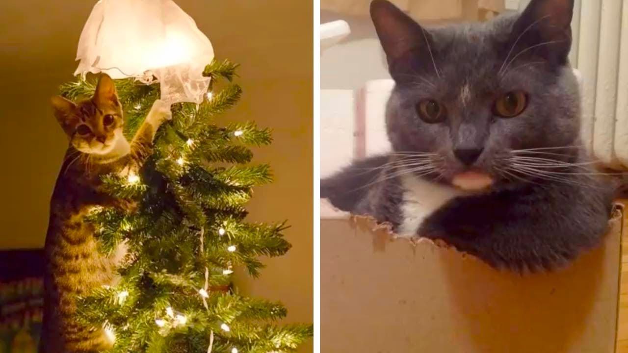 Тайны кошачьего мышления