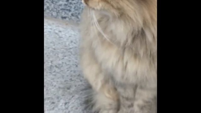 Какая Красотуля и Какие  Невзгоды Выпали на ЕЕ ЖИЗНЬ !Смотрите на Котика  😍👍