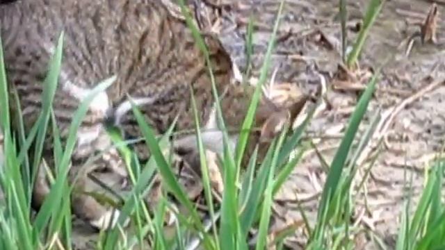 Кошка и змея у реки.mpg