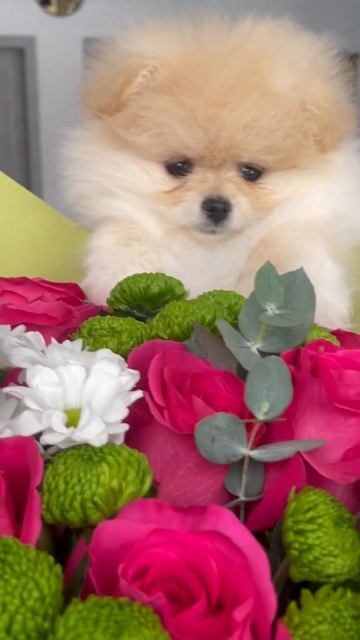 Кремовая девочка