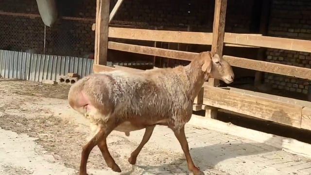 2 жасар бойы 95 см гиссар кошкар ☎️ 998670442