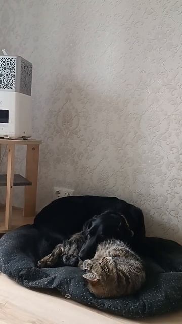 Котик вырос с собаками