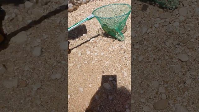 никогда не поеду на соседний пляжБрела