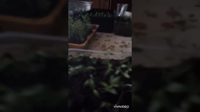 Рассада цветов и зелени. Скоро пикеровка.