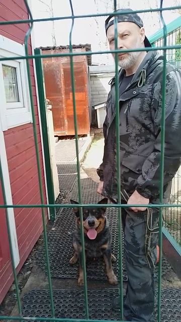 8 коррекция австралийской овчарки хилер