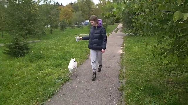 Дрессировка собак -шпиц БЕЛЛИ