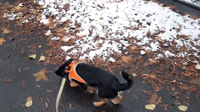 Роси нравится снежок