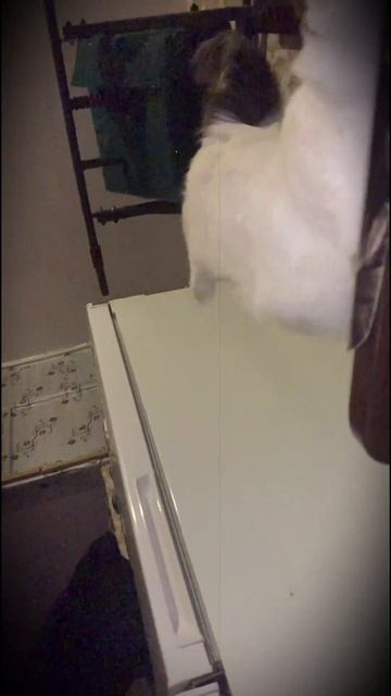 Снежок упал