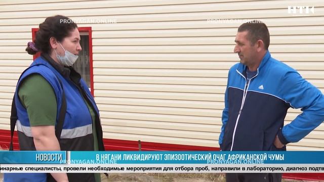 В Нягани ликвидируют эпизоотический очаг африканской чумы