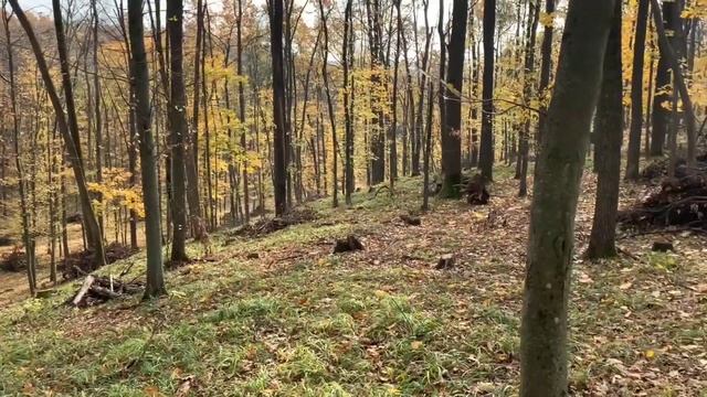 Ліс має бути чистим: лісівники очищають лісові ділянки від захаращень