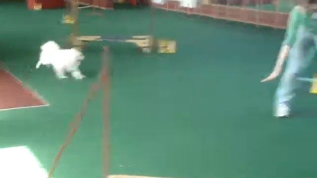 Кубок КД 1, Остапчук Женя и шпиц Крош
