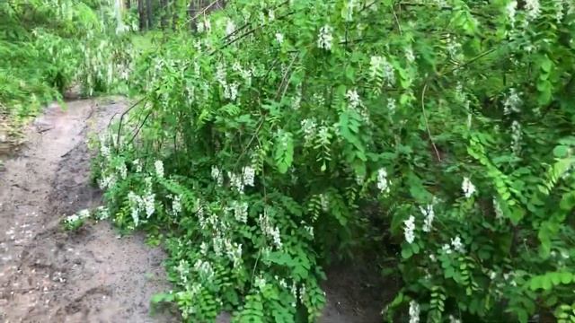 Отрезки и Нарезки из Жизни Шпица